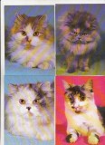 Bnk cp Pisici - lot 20 carti postale, Necirculata, Printata
