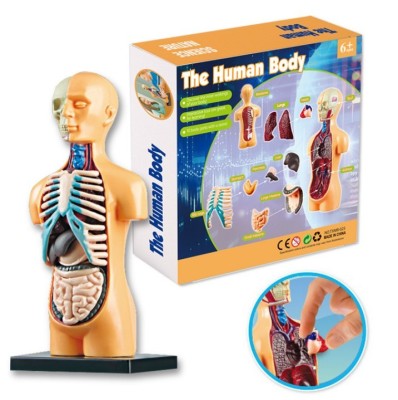 Set educativ model anatomic corpul uman foto