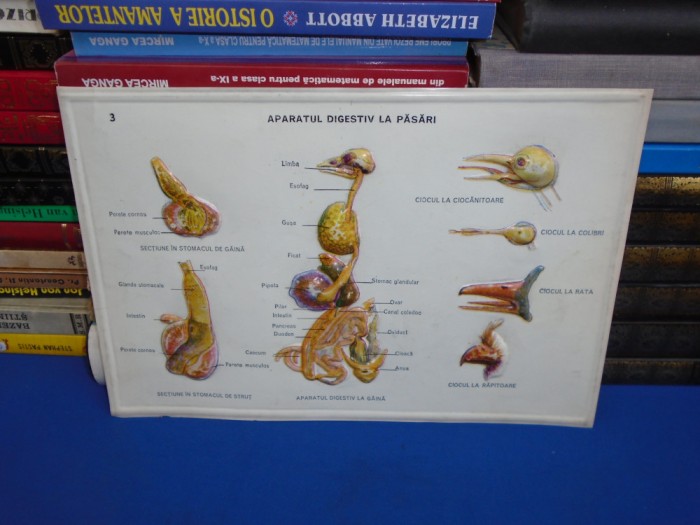 PLANSA DIDACTICA , PERIOADA COMUNISTA : APARATUL DIGESTIV LA PASARI
