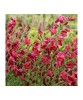 Cytisus Boskoop Ruby C2, Oem