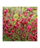 Cytisus Boskoop Ruby C2