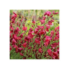 Cytisus Boskoop Ruby C2