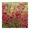 Cytisus Boskoop Ruby C2