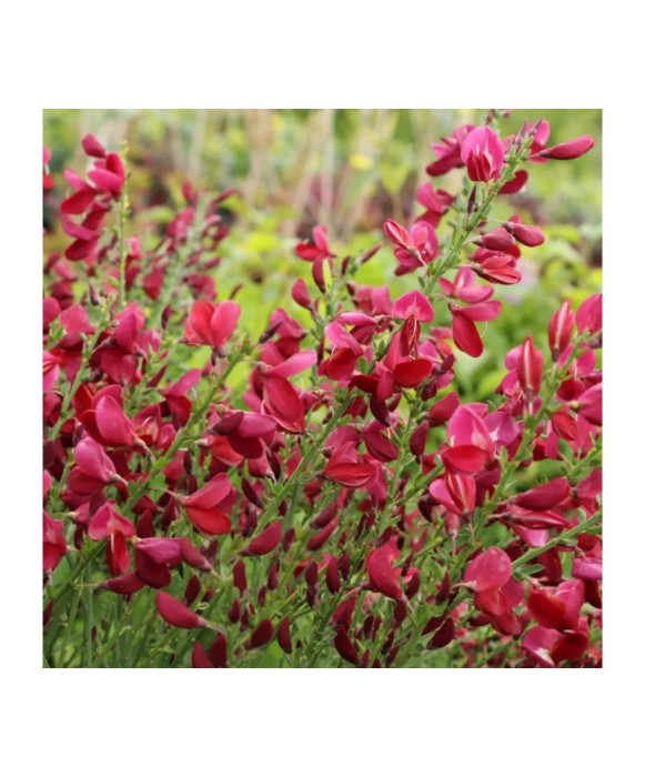 Cytisus Boskoop Ruby C2