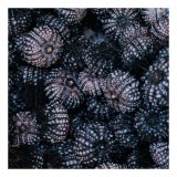 Tablou Canvas, "Misterul mării &icirc;n scoici &icirc;ntunecate", Arici-De-Mare, Textură, Scoici, Albastre, Ocean, Detalii, Natură, Complexitate, Organic, Misteri