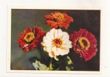 FA73-Carte Postala- RUSIA - Pravda, Marigolds flower, necirculata 1965