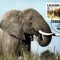 C5262 - Uganda 1983 - fauna carte maxima