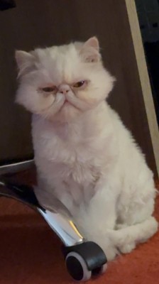 Motanel persan - gratis ! foto