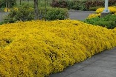 Genista (Genista lydia) foto