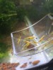 Creveți neocaridina