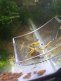 Creveți neocaridina