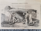 Gravura Vanzator de pepeni in Bucuresti Romania - inc sec XX, litografie