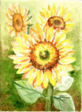 E0. Tablou Floarea Soarelui, din 2022, acuarela pe hartie, cu Passpartout, Flori, Realism