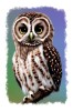 Sticker decorativ Bufnita, Maro, 85 cm, 11313ST, Oem