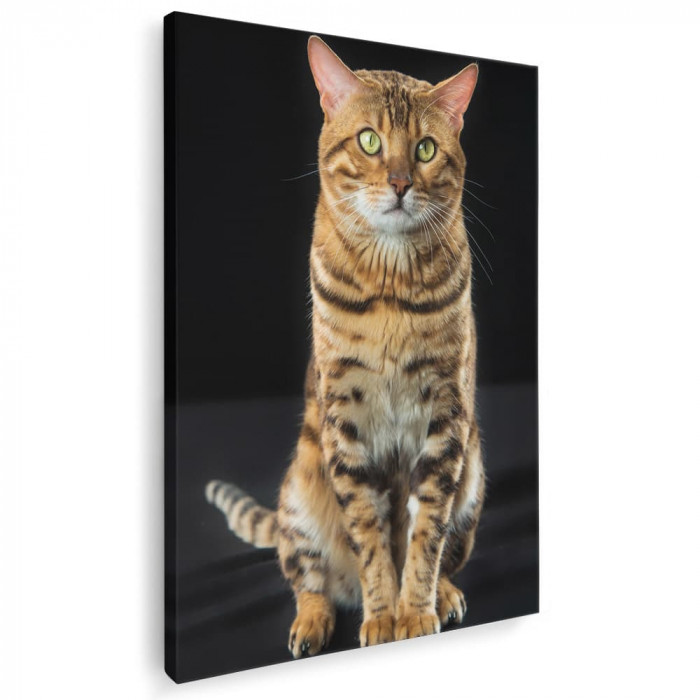 Tablou pisica bengaleza pisici Tablou canvas pe panza CU RAMA 40x60 cm