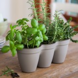 CURVER. Ghiveci triplu din plastic pentru ierburi aromate gri cald IVY HERBS