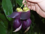 MUCUNA SEMPERVIRENS . Raritate ! 1 samanta uriasa pentru semanat