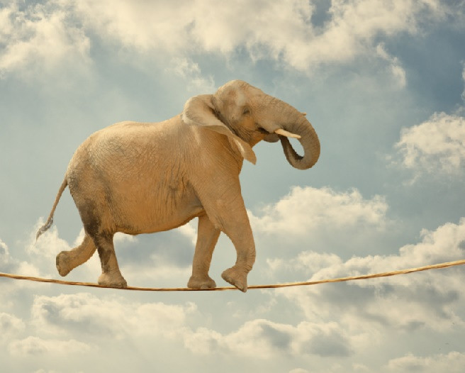 Fototapet autocolant Elefant acrobat, 250 x 150 cm