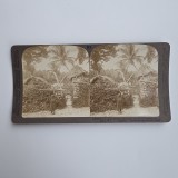 Fotografie de colectie stereoscopica, Scena din Jamaica, Marea Caraibilor, America, 1900-1910