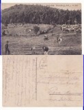 Anina- Turma de vaci, masina de epoca