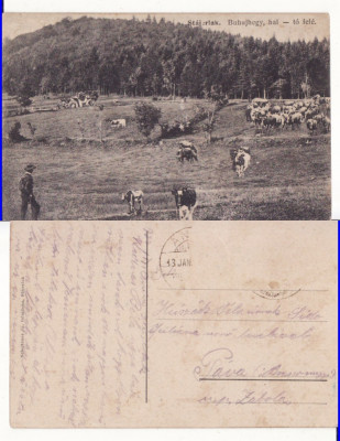 Anina- Turma de vaci, masina de epoca foto