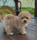 Maltipoo mini - fetita si baietel