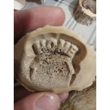 Rondel de corn de Cerb , diametru 40mm, gravat la comanda cu orice text și model 3D din baza de date.