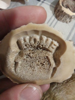 Rondel de corn de Cerb , diametru 40mm, gravat la comanda cu orice text și model 3D din baza de date. foto