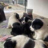 Căței Asia Centrală &ndash; exemplare superbe, disponibili imediat