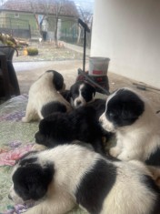 Căței Asia Centrală &ndash; exemplare superbe, disponibili imediat