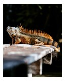 Tablou Canvas Iguana Relaxare Sub Soare Bl&acirc;nd Natură, 26 x 39 cm, CMCLASS