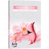 Set 6 pastile lumanari parfumate bispol - wild orchid, Stonemania Bijou