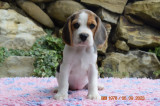 Pui beagle cu pedigree