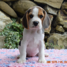 Pui beagle cu pedigree