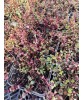 Sedum Spurium Roz, 1 buc, Radacina, planta suculenta, flori roz, 15cm, iulie-septembrie, Gradina, Rocarii