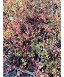 Sedum Spurium Roz, 1 buc, Radacina, planta suculenta, flori roz, 15cm, iulie-septembrie, Gradina, Rocarii