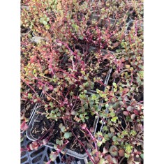 Sedum Spurium Roz, 1 buc, Radacina, roz, 15cm, 7-9