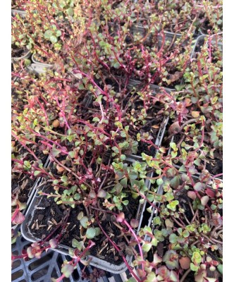 Sedum Spurium Roz, 1 buc, Radacina, roz, 15cm, 7-9 foto
