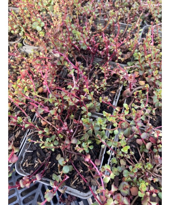 Sedum Spurium Roz, 1 buc, Radacina, roz, 15cm, 7-9