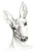 G14. Grafica in creion pe hartie alba A4, &quot;Caprioara&quot;, Animale, Carbune, Realism, RavariuArt