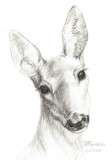 G14. Grafica in creion pe hartie alba A4, &quot;Caprioara&quot;, Animale, Carbune, Realism, RavariuArt