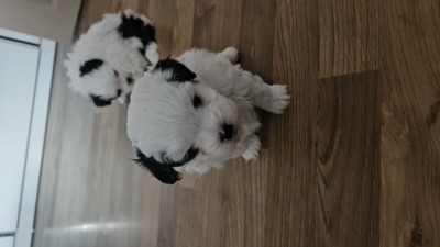 Vand caini shitzu foto