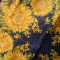 Batic matase, floarea soarelui