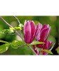 Magnolia Liliiflora Nigra, Ghiveci 2L, Arbust Ornamental Purpuriu, Gradina, Flori Parfumate, Rezistenta la Ger -20&deg;C
