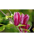 Planta Magnolia liliiflora Nigra C2, ghiveci 2l, Oem