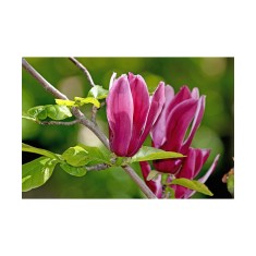 Planta Magnolia liliiflora Nigra C2, ghiveci 2l