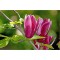 Planta Magnolia liliiflora Nigra C2, ghiveci 2l