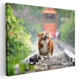 Tablou caine rasa Corgi in ploaie Tablou canvas pe panza CU RAMA 60x90 cm