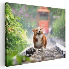 Tablou caine rasa Corgi in ploaie Tablou canvas pe panza CU RAMA 60x80 cm