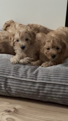 Poodle miniature foto